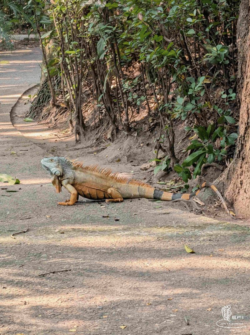 {f:if(condition: notitle, then: '', else: (file.title ?: ''))} {f:if(condition: altText, then: altText, else: (file.alternative ?: (file.title ?: file.name)))}