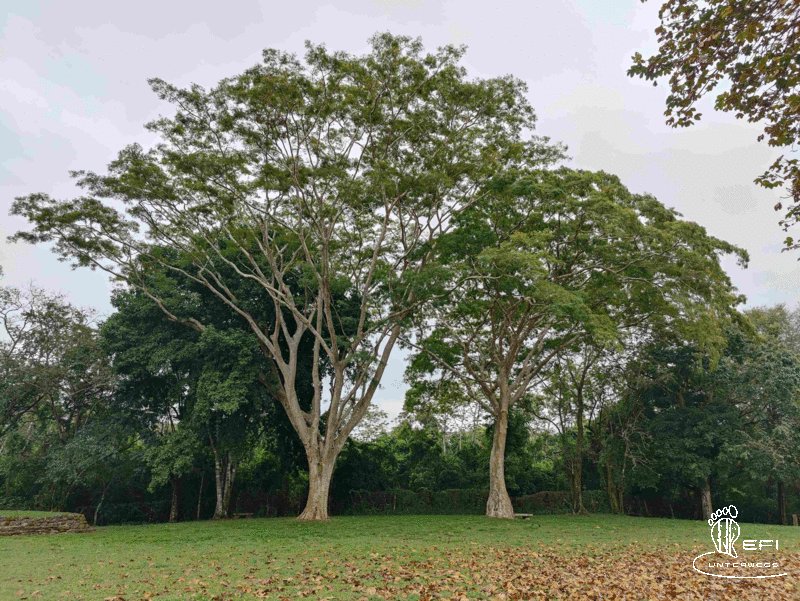 {f:if(condition: notitle, then: '', else: (file.title ?: ''))} {f:if(condition: altText, then: altText, else: (file.alternative ?: (file.title ?: file.name)))}