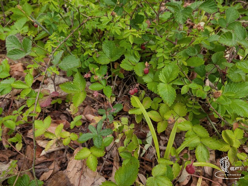 {f:if(condition: notitle, then: '', else: (file.title ?: ''))} {f:if(condition: altText, then: altText, else: (file.alternative ?: (file.title ?: file.name)))}
