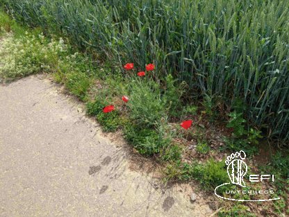 {f:if(condition: notitle, then: '', else: (file.title ?: ''))} {f:if(condition: altText, then: altText, else: (file.alternative ?: (file.title ?: file.name)))}