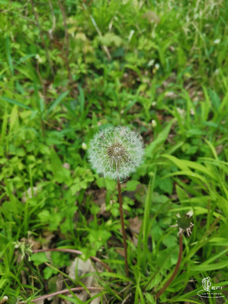 {f:if(condition: altText, then: altText, else: (file.alternative ?: (file.title ?: file.name)))}
