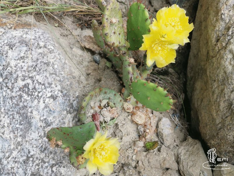 {f:if(condition: notitle, then: '', else: (file.title ?: ''))} {f:if(condition: altText, then: altText, else: (file.alternative ?: (file.title ?: file.name)))}