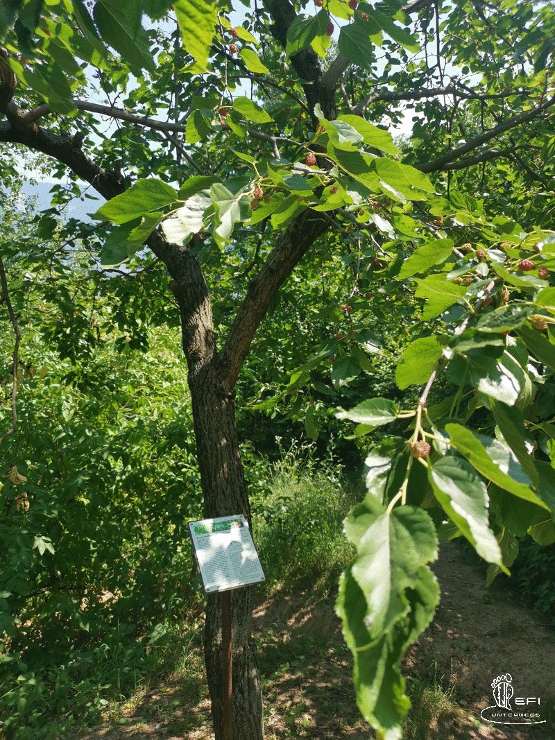 {f:if(condition: notitle, then: '', else: (file.title ?: ''))} {f:if(condition: altText, then: altText, else: (file.alternative ?: (file.title ?: file.name)))}