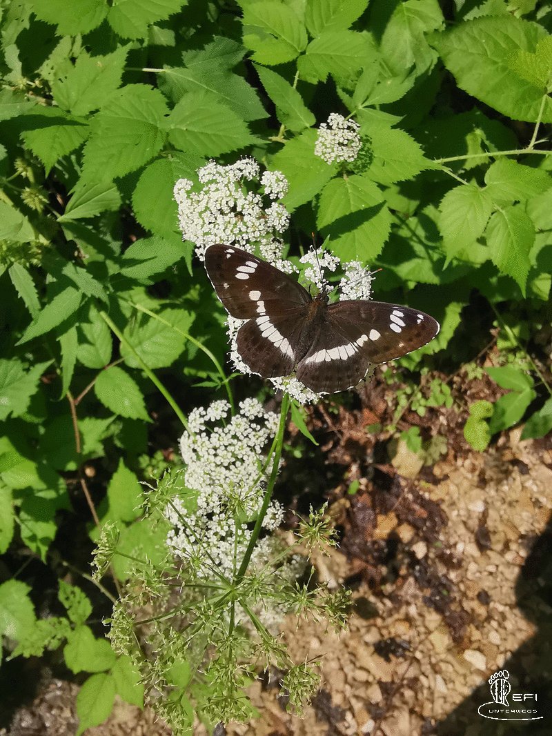 {f:if(condition: notitle, then: '', else: (file.title ?: ''))} {f:if(condition: altText, then: altText, else: (file.alternative ?: (file.title ?: file.name)))}