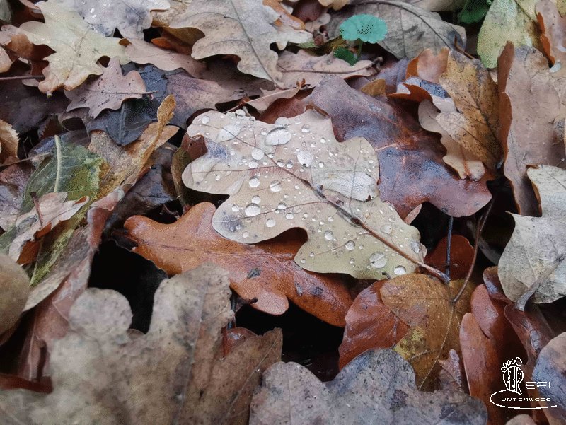 {f:if(condition: altText, then: altText, else: (file.alternative ?: (file.title ?: file.name)))}
